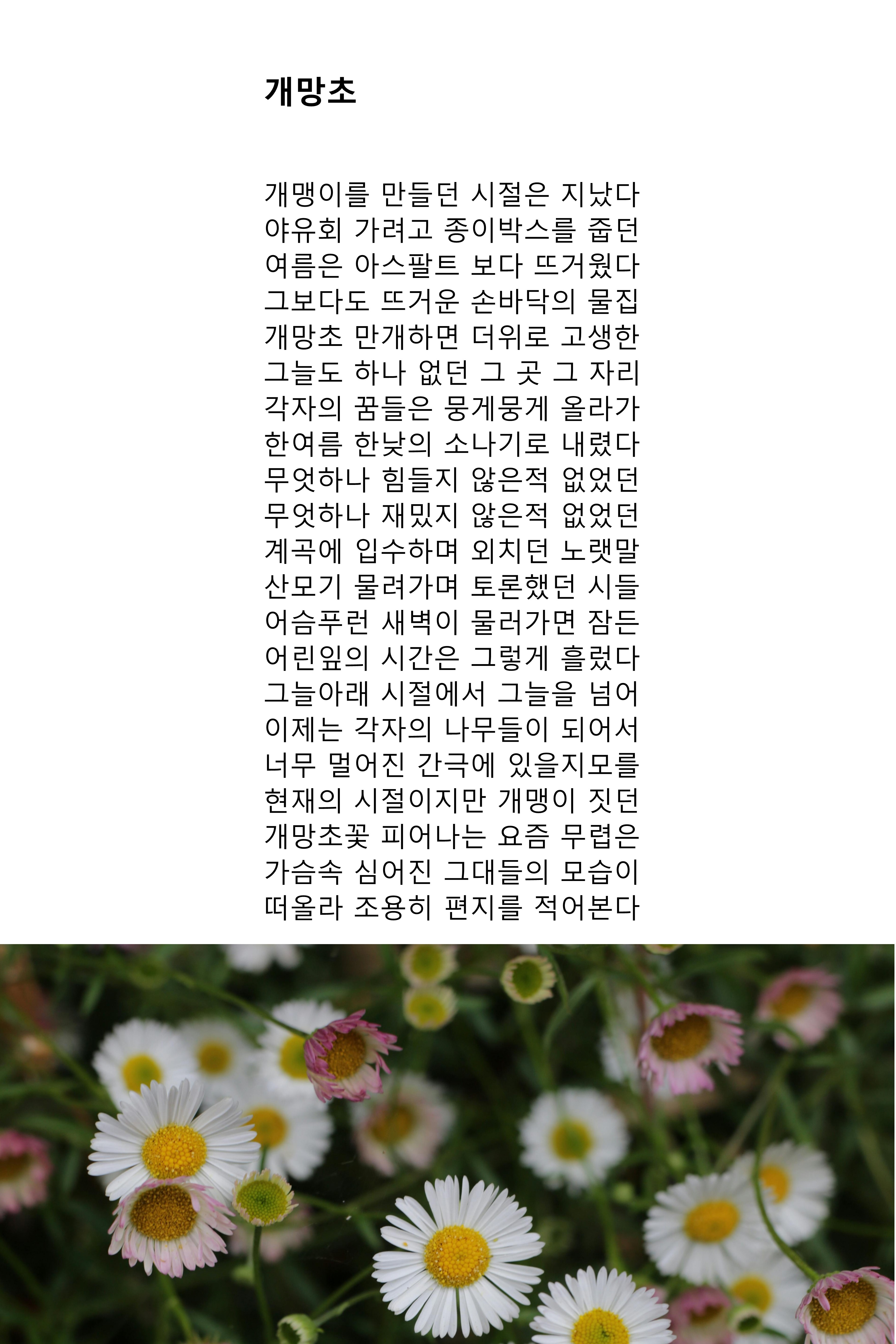 개망초.jpg