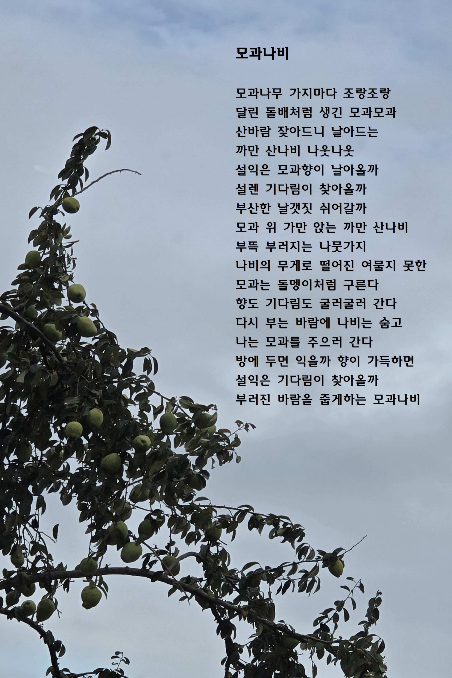 모과나비.jpg