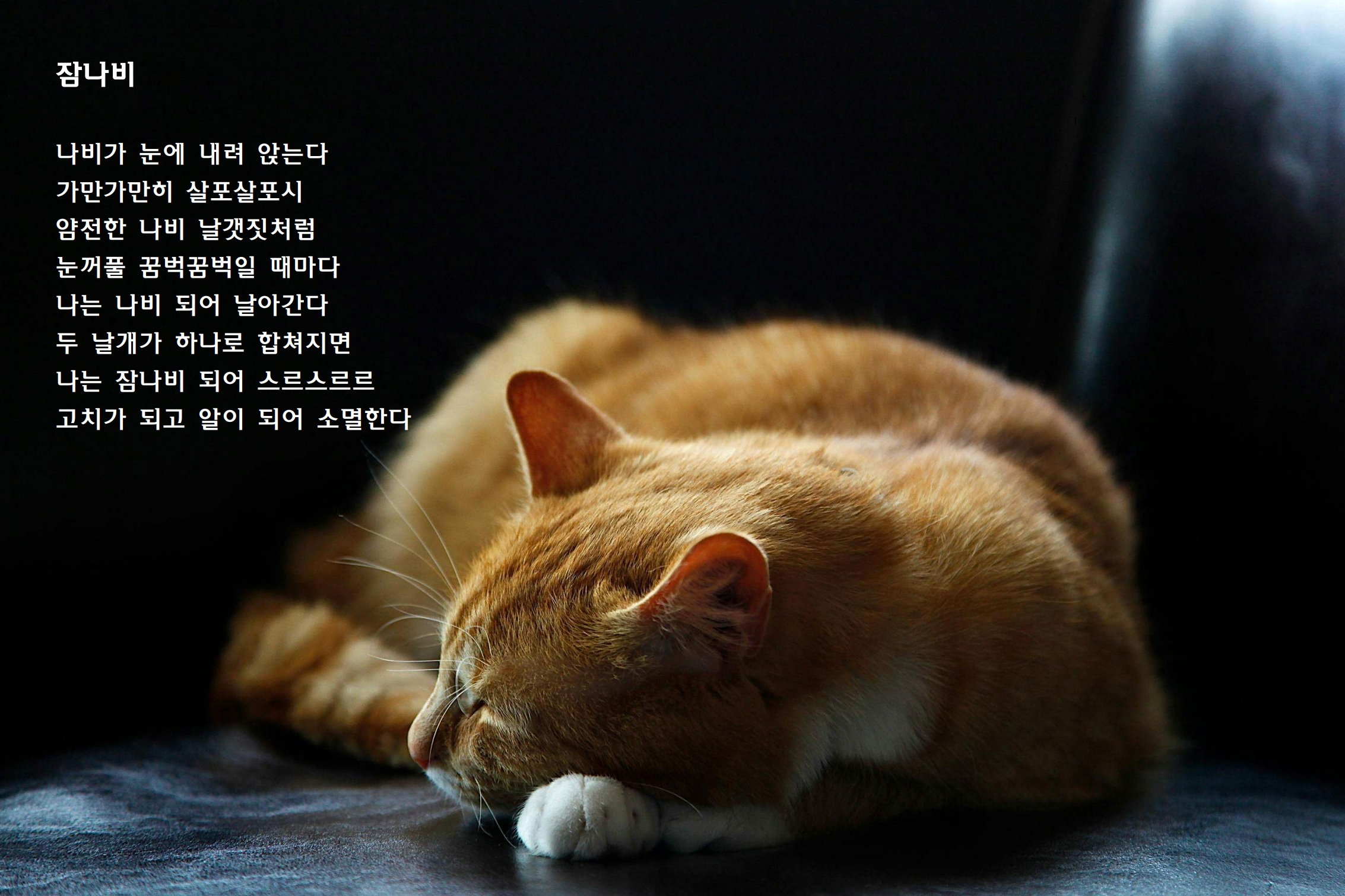 잠나비.jpg