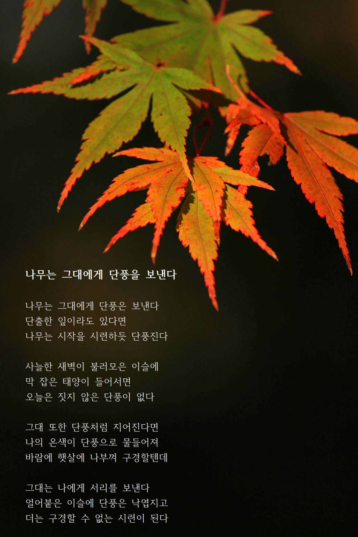 나무는 그대에게 단풍을 보낸다.jpg