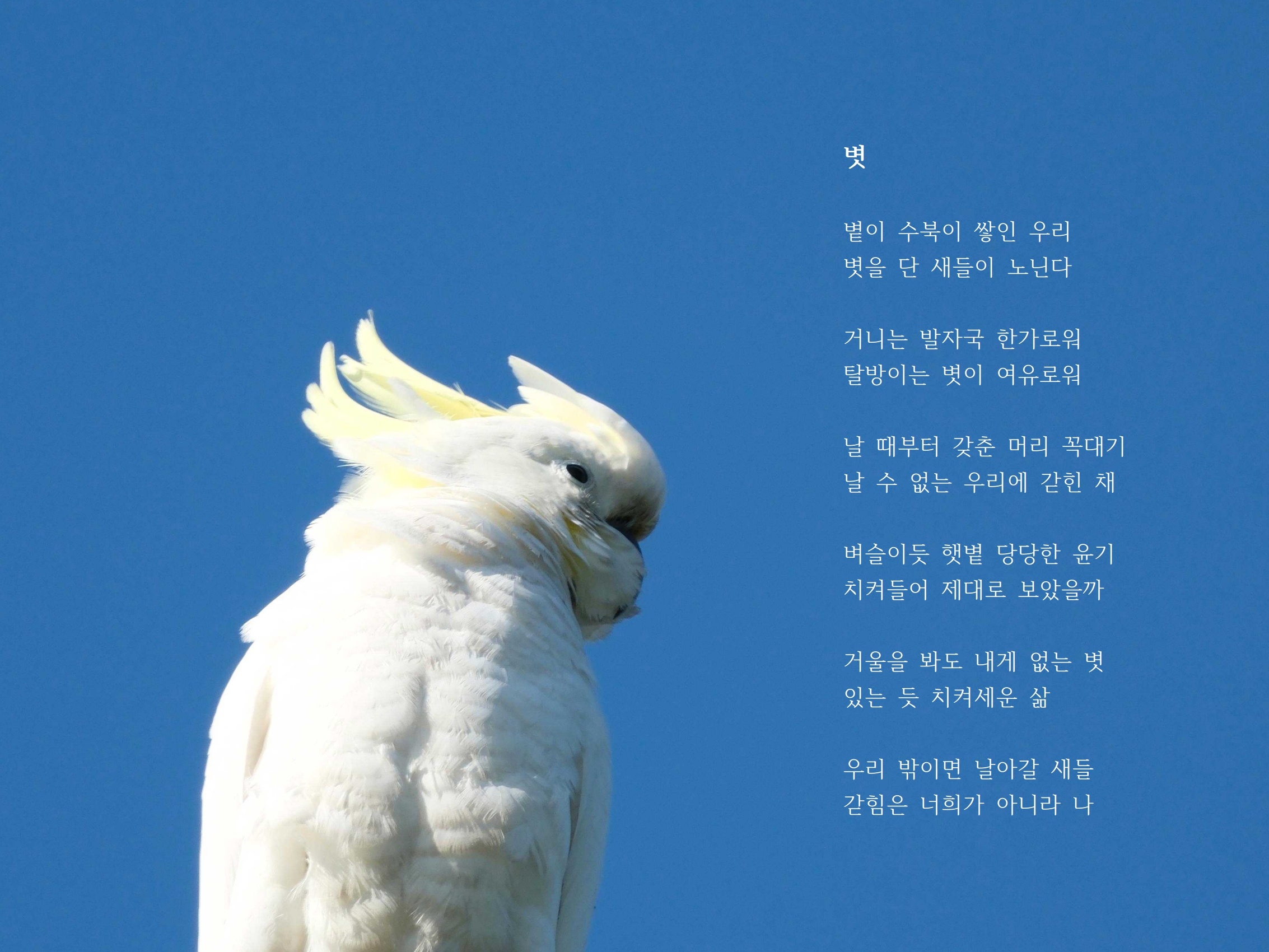 볏.jpg