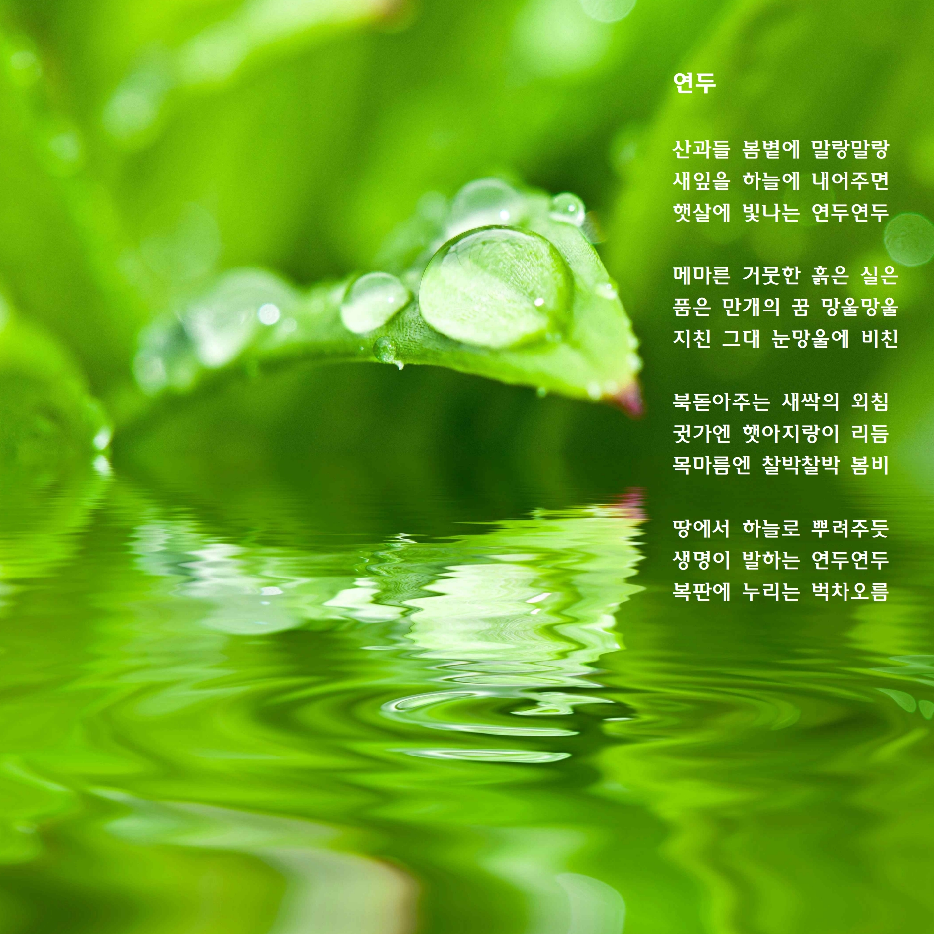 연두.jpg