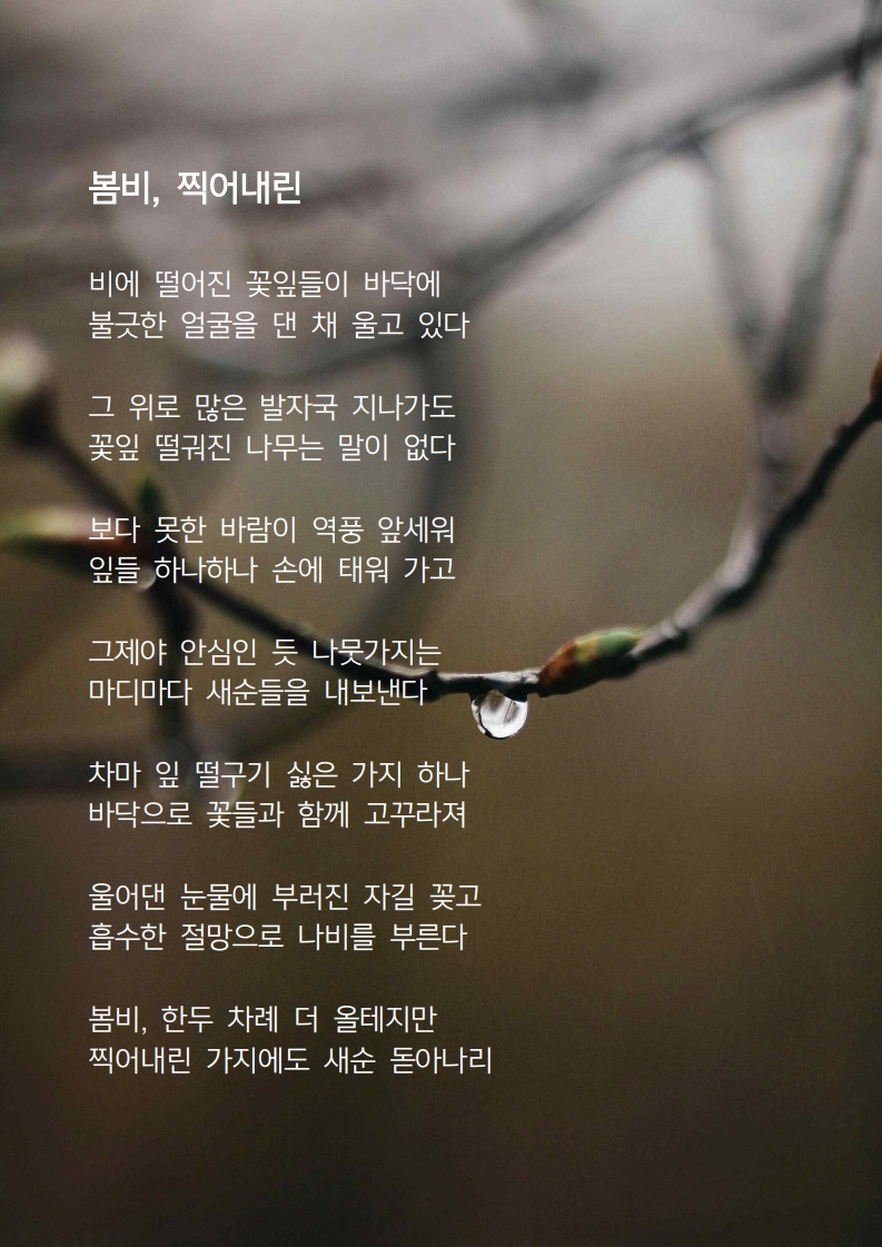 봄비, 찍어내린.jpg