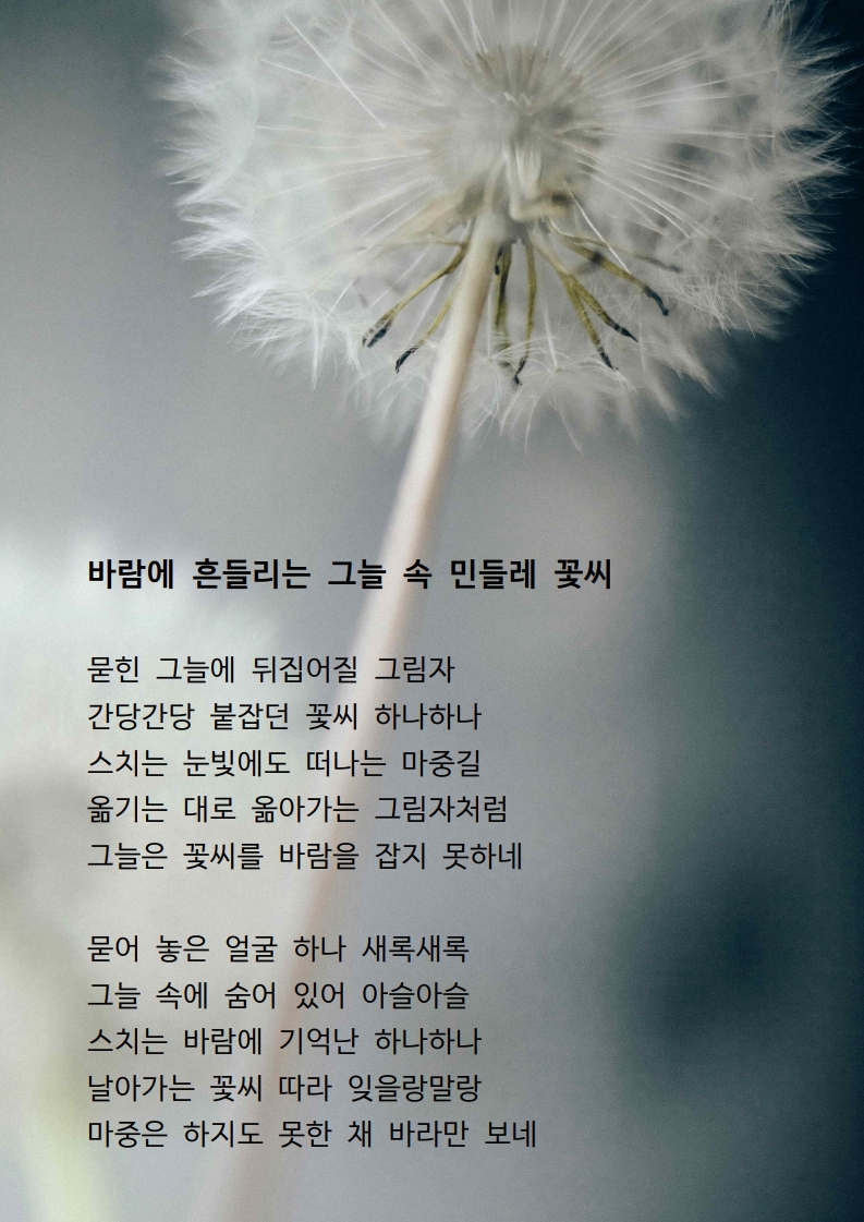 바람에 흔들리는 그늘 속 민들레 꽃씨.jpg