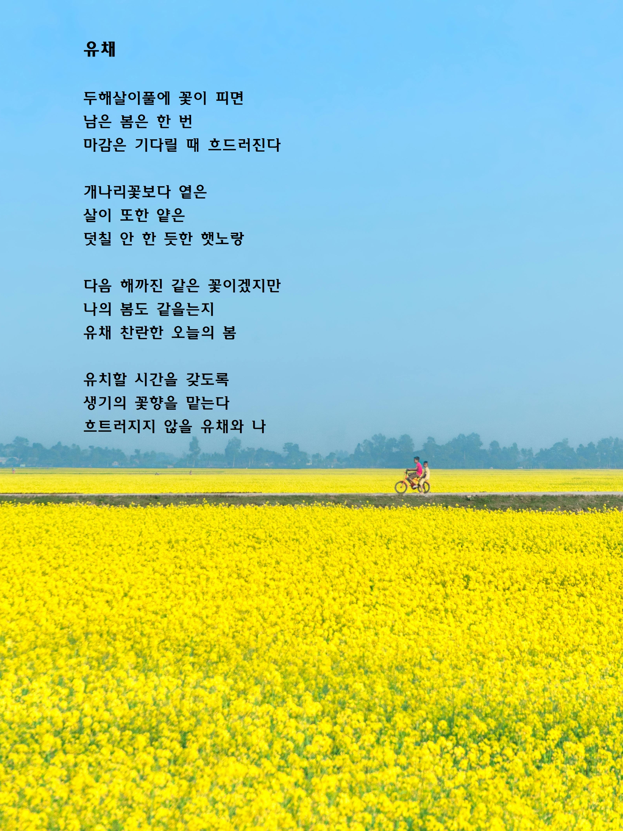 유채.jpg
