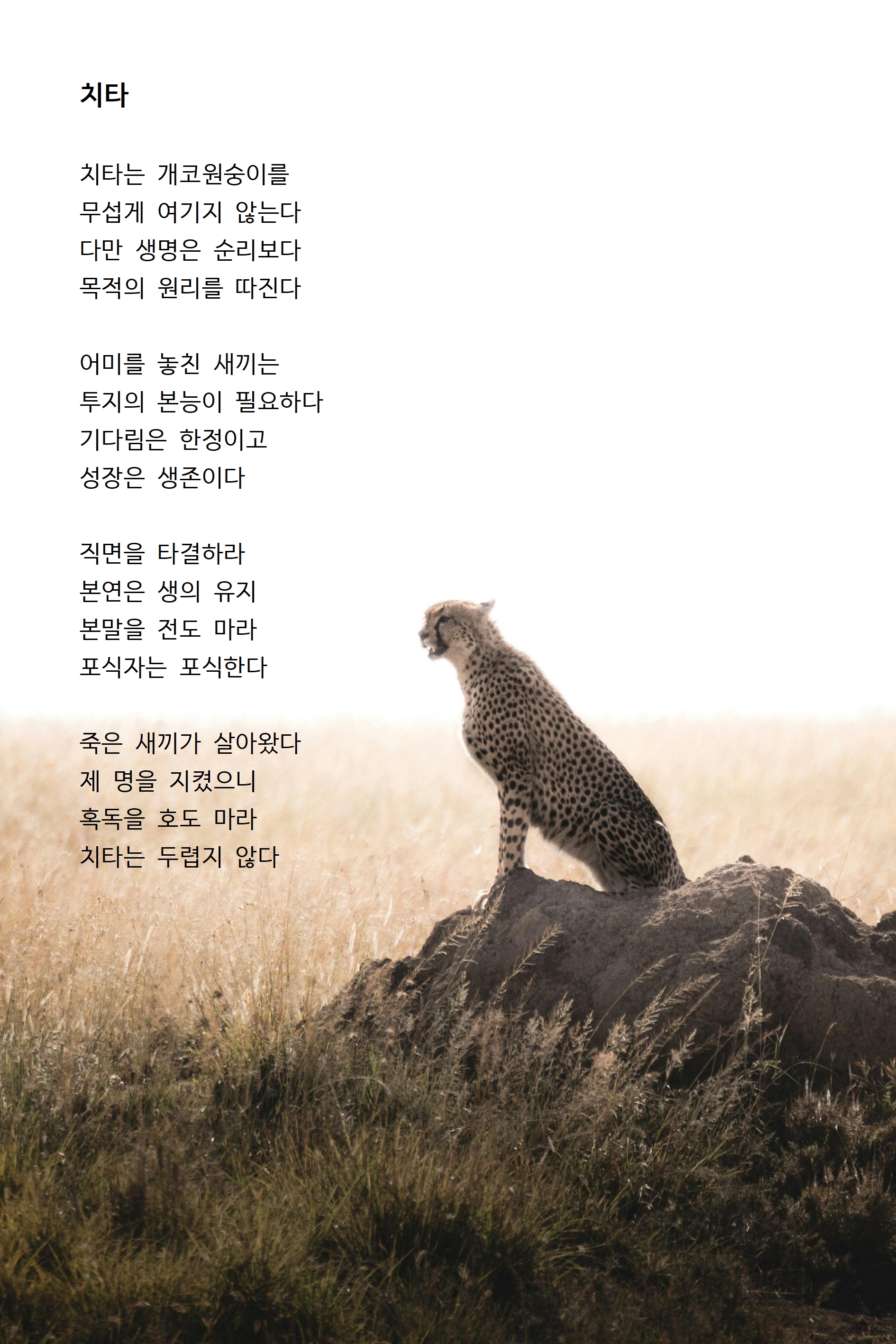 치타.jpg