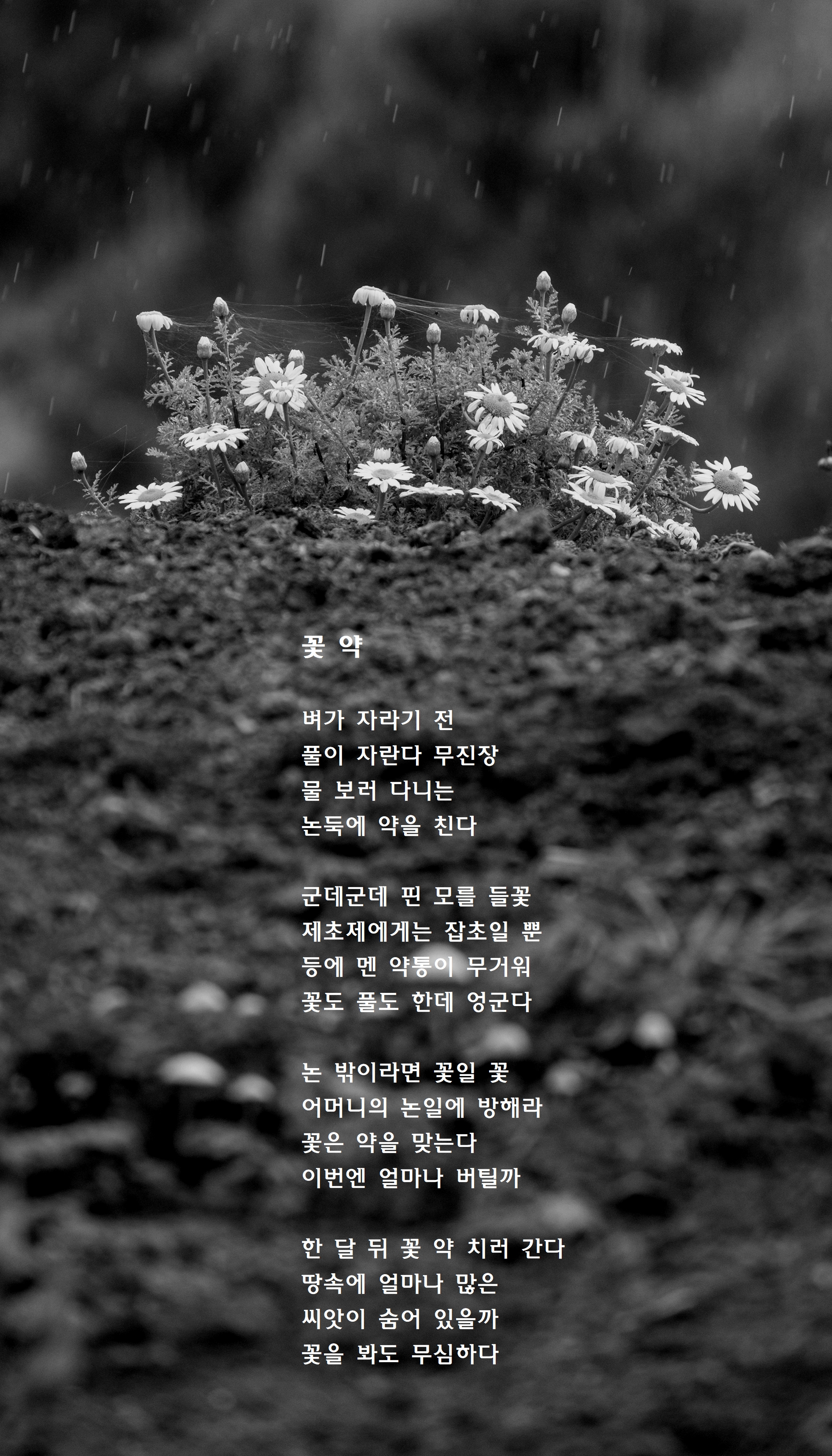 꽃 약.jpg