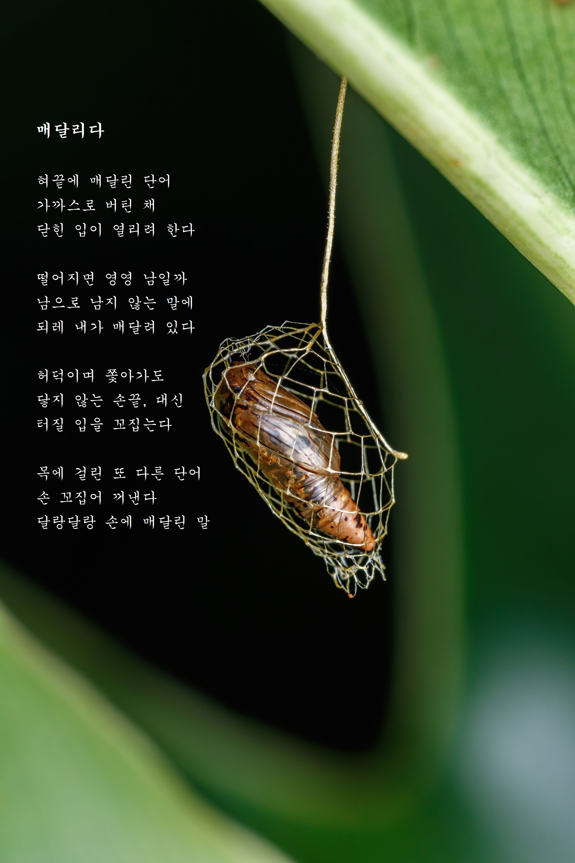 매달리다.jpg