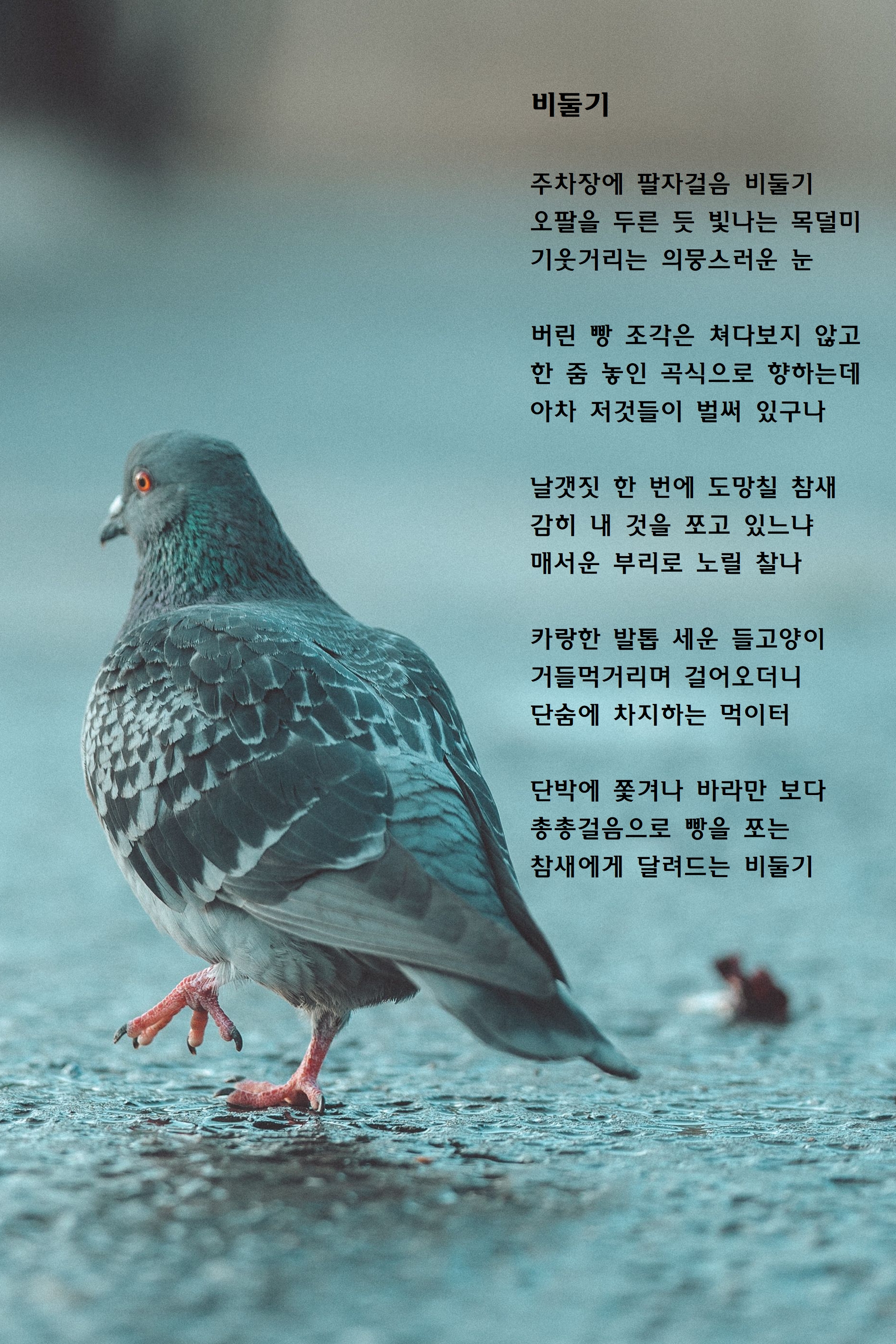 비둘기.jpg