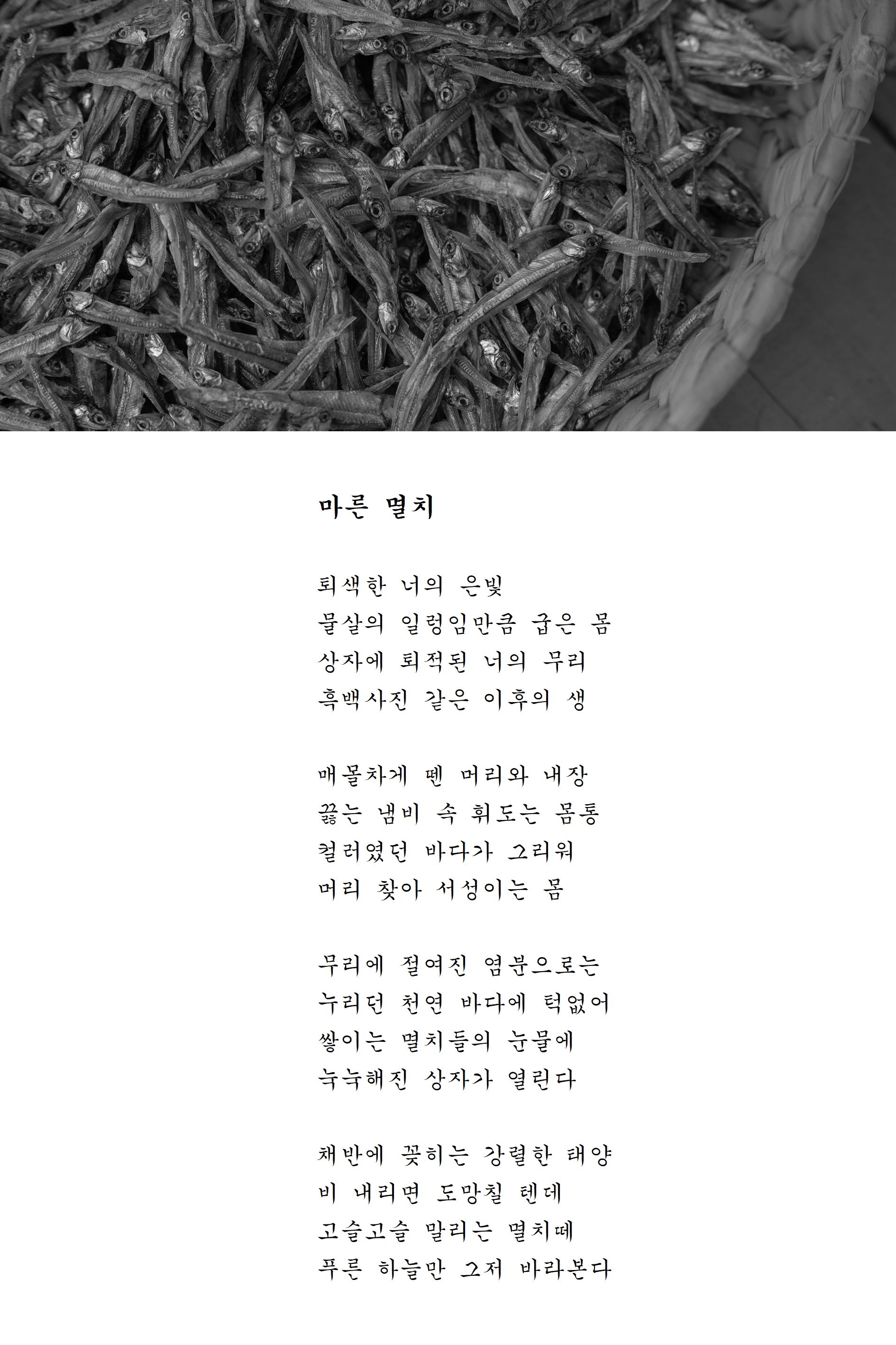 마른 멸치.jpg