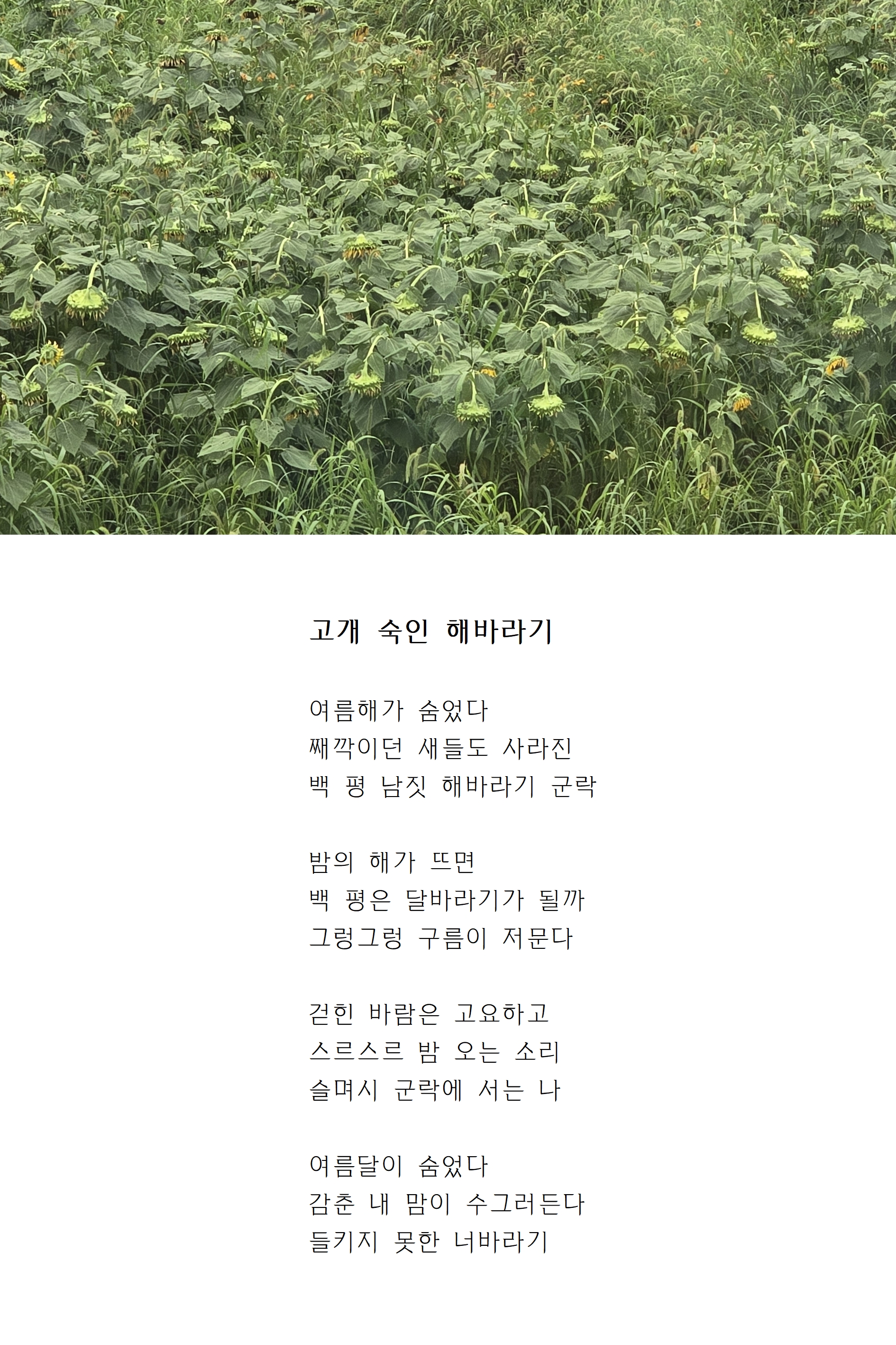 고개 숙인 해바라기.jpg