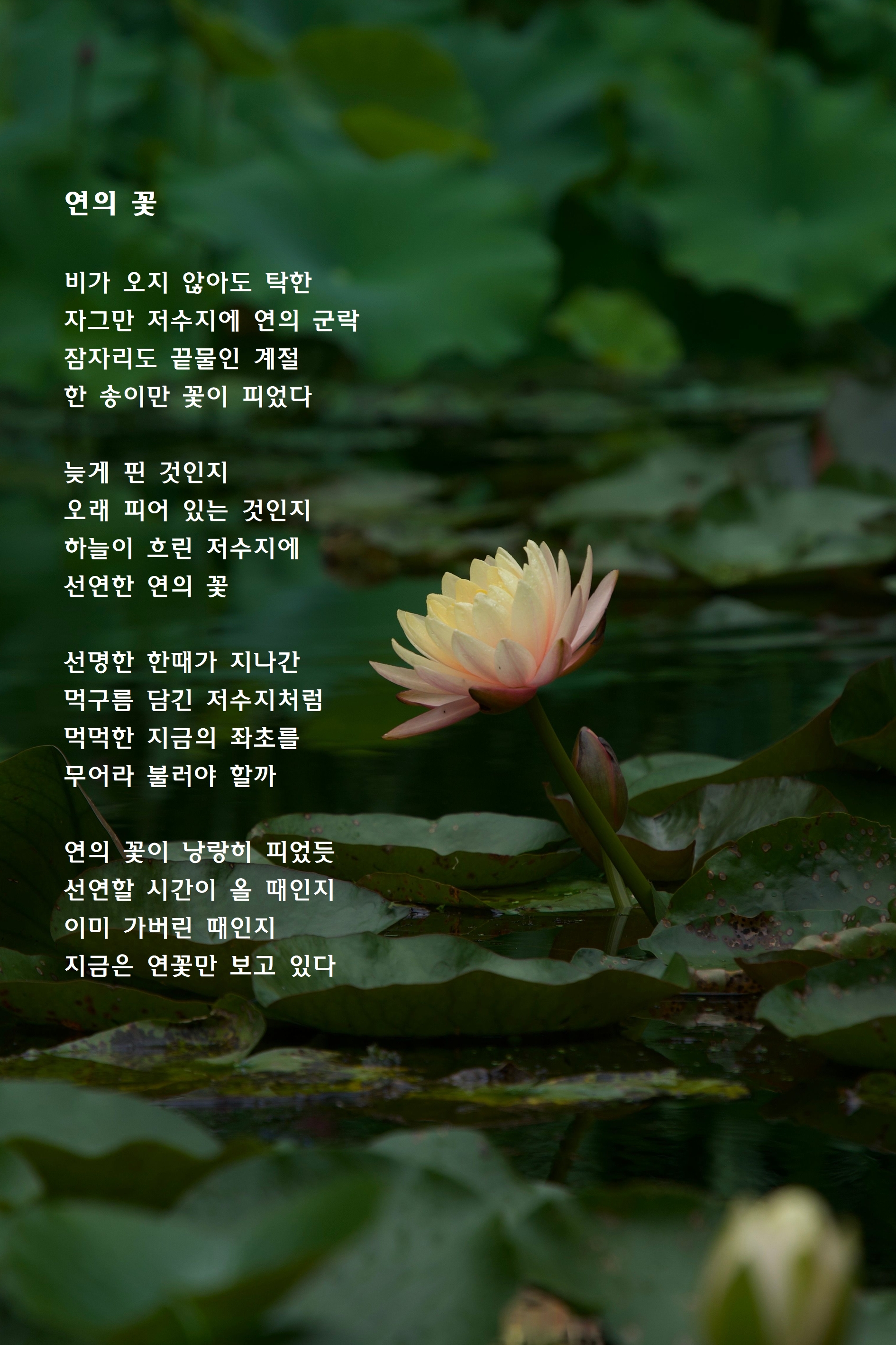 연의 꽃.jpg
