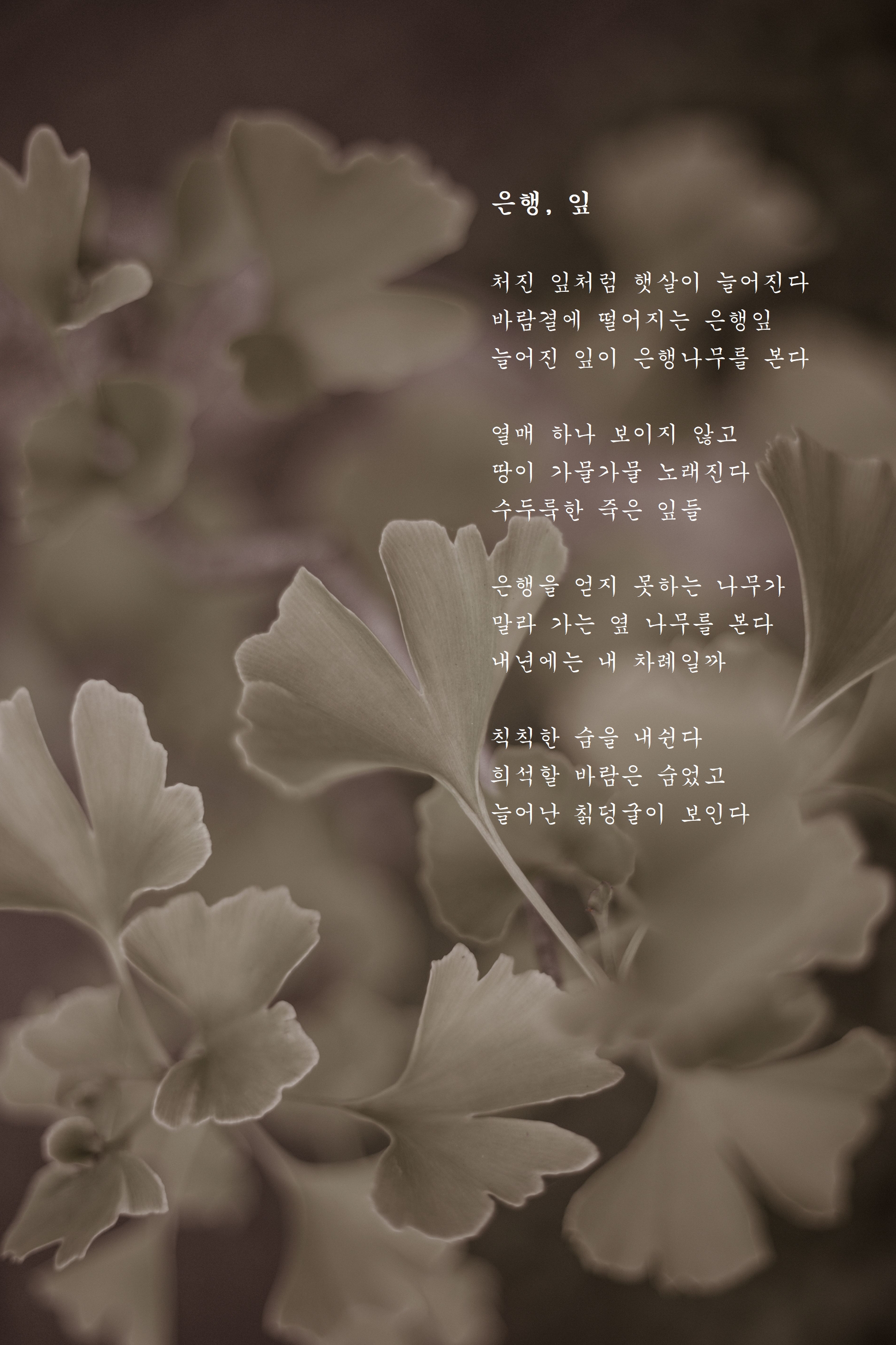 은행-잎.jpg